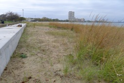 After. 1000 marram grass stolons will fill this area with native marram grass in just a few seasons!