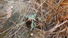 rosette of Artemisia biennis; it will bolt and form an inflorescence and set seed and die at the end of the season