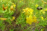 Kalm's St Johns wort with all the bees!
