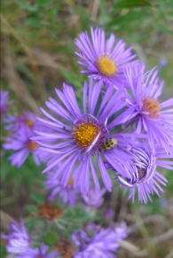 new england aster with a cucumber beetle